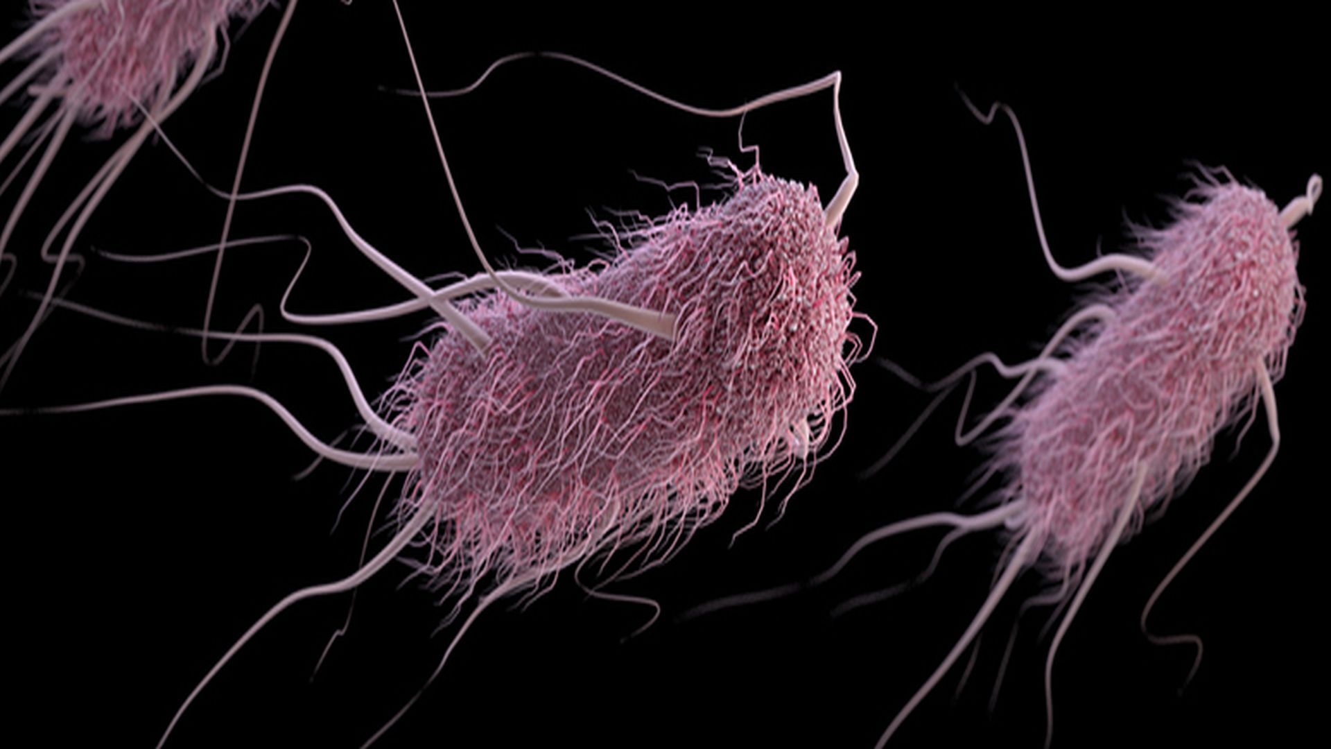 Escherichia coli-Infektion: Ursachen, Symptome und Behandlung