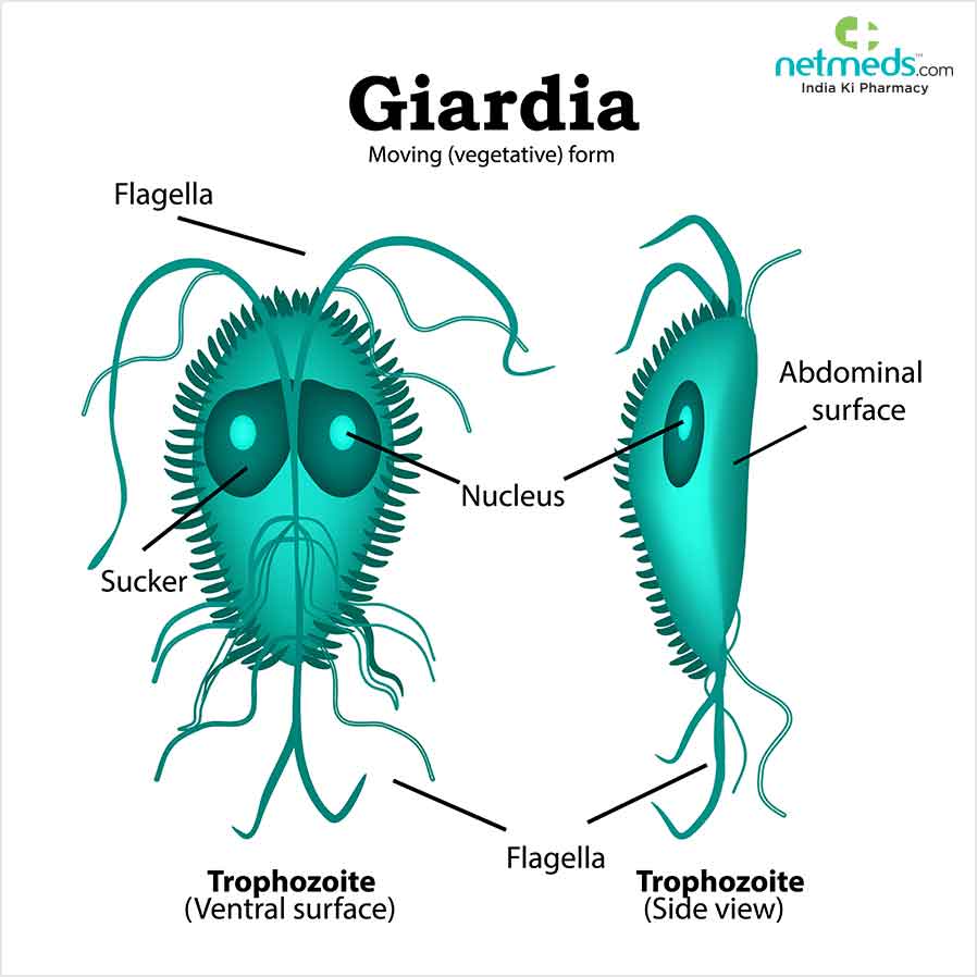 Giardia-Infektion: Ursachen, Symptome und Behandlung