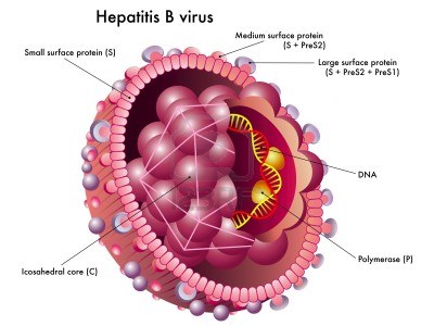 Hepatitis B: Ursachen, Symptome und Behandlung Hepatitis B: Ursachen, Symptome und Behandlung