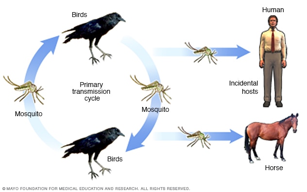 Übertragungszyklus des West-Nil-Virus