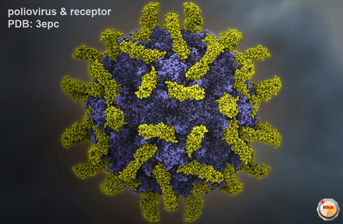 https://medde.org/wp-content/uploads/2020/12/p1m_poliovirus-receptor.jpg