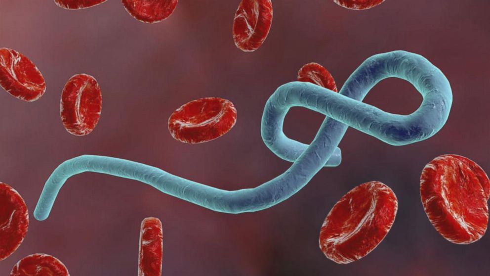 Ebola-Virus und Marburg-Virus