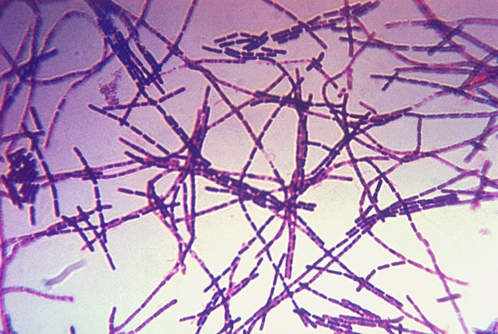 Bacillus anthracis Bakterium