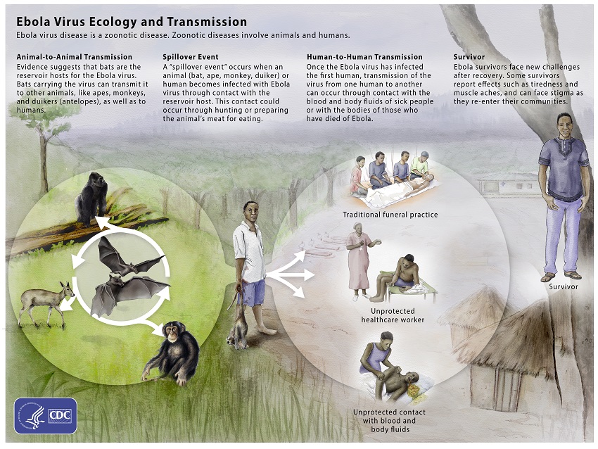 Übertragung des Ebola-Virus